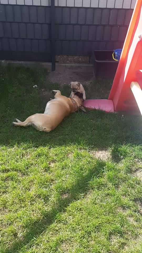 Französische Bulldoggen-Beitrag-Bild