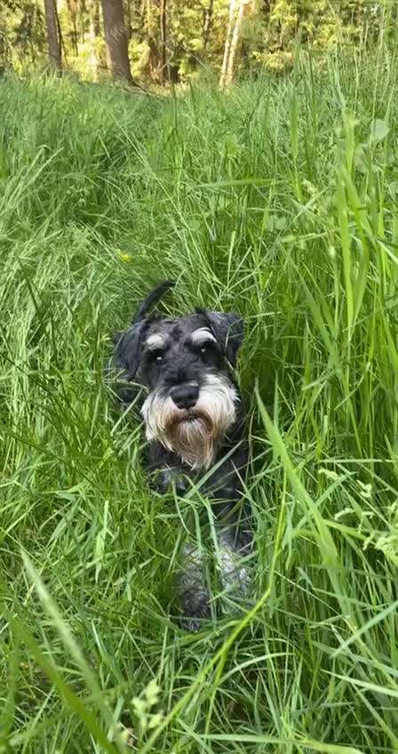 Zwergschnauzer gesucht-Beitrag-Bild