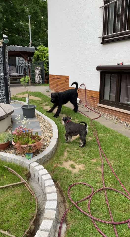 Zwergschnauzer gesucht-Beitrag-Bild