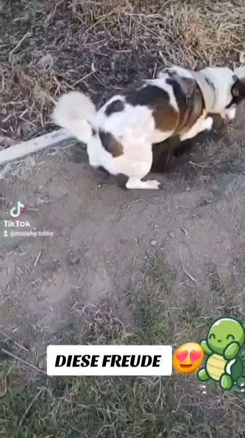 aktuelles Foto Gruppe Hunde aus dem Tierschutz