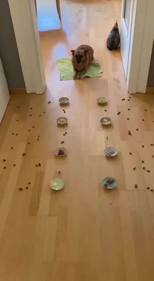 Impulskontrolle Challenge Nr. 21: Minenfeld-Beitrag-Bild