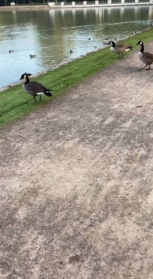 Impulskontrolle Challenge Nr 20: Jagdreiz/Bewegungsreiz aushalten-Beitrag-Bild