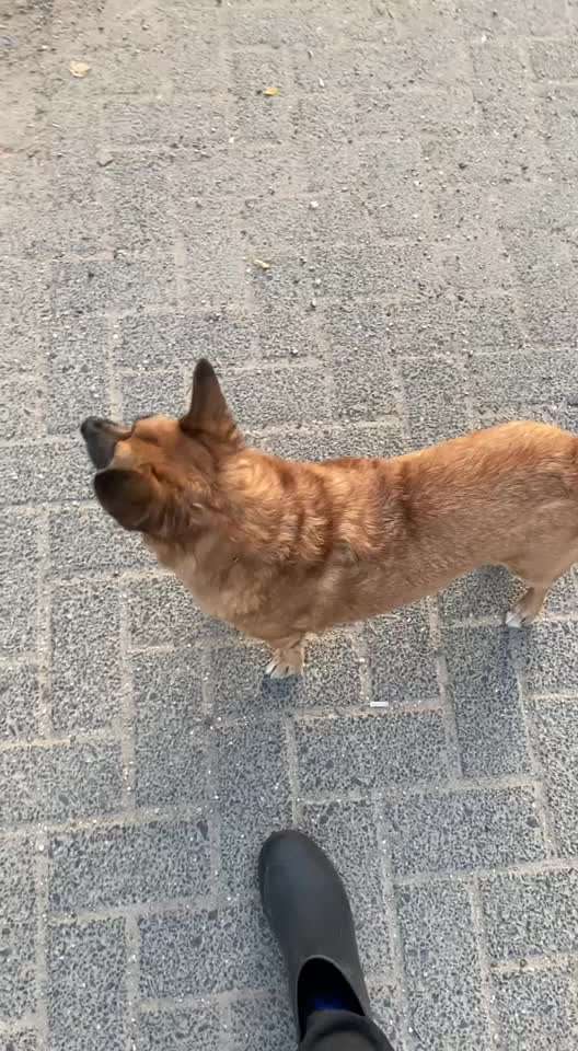 Impulskontrolle Challenge Nr 20: Jagdreiz/Bewegungsreiz aushalten-Beitrag-Bild