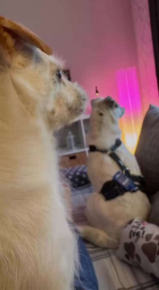 Tierschutzhunde suchen ein Zuhause-Beitrag-Bild