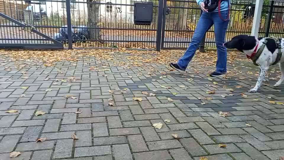 Gangbild/-analyse-Beitrag-Bild