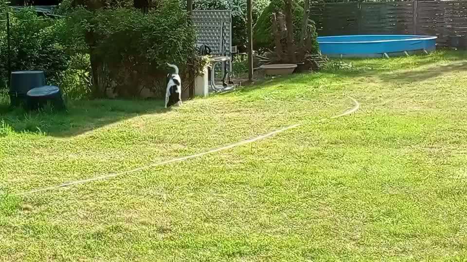 "Notfall"-Reaktion bei Leinenreaktivität-Beitrag-Bild