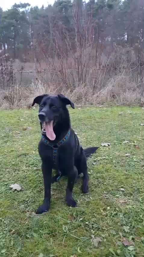 Tierschutzhunde suchen ein Zuhause-Beitrag-Bild