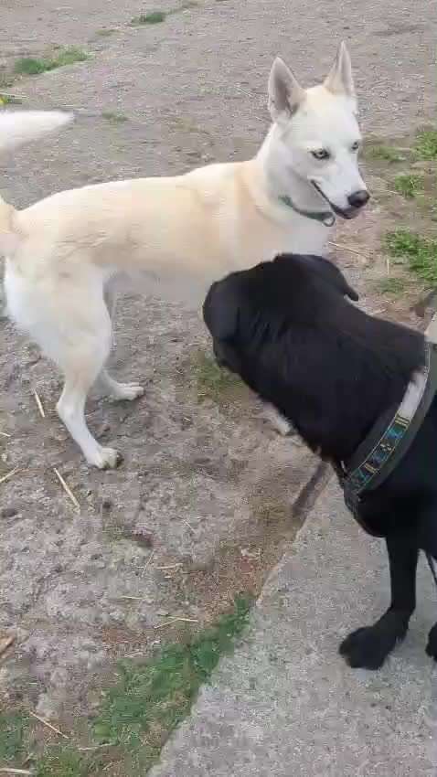 Tierschutzhunde suchen ein Zuhause-Beitrag-Bild