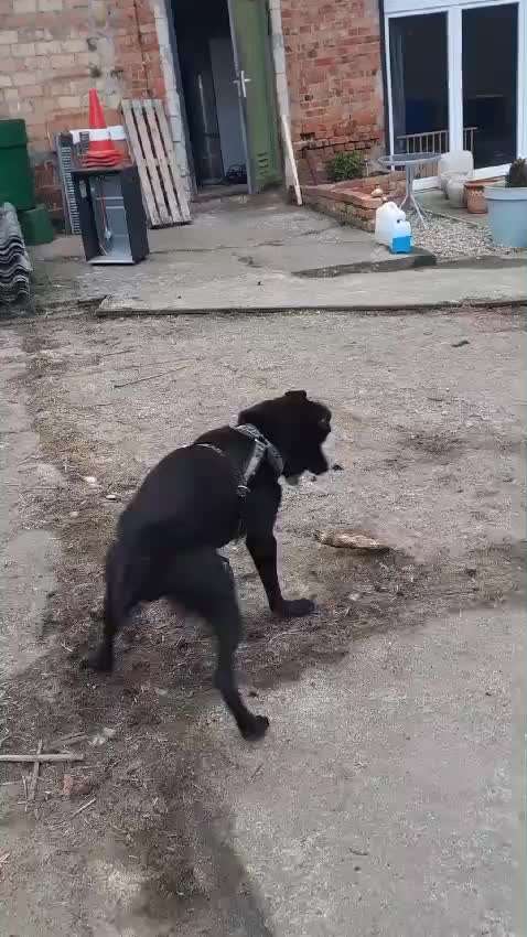 Tierschutzhunde suchen ein Zuhause-Beitrag-Bild