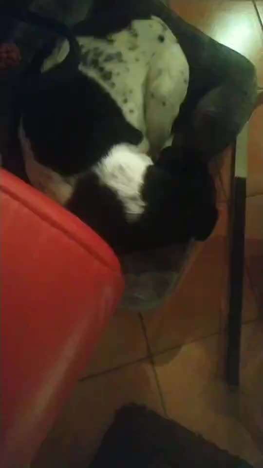 TierschutzhundeStammtisch🐕-Beitrag-Bild