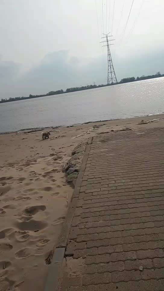 bolonka zwetna 😁-Beitrag-Bild