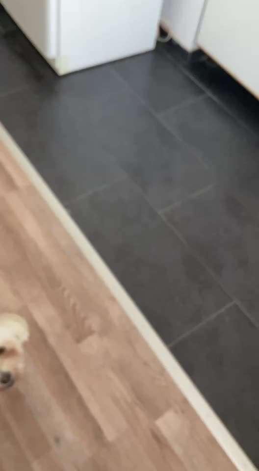 Trickdogging-Beitrag-Bild