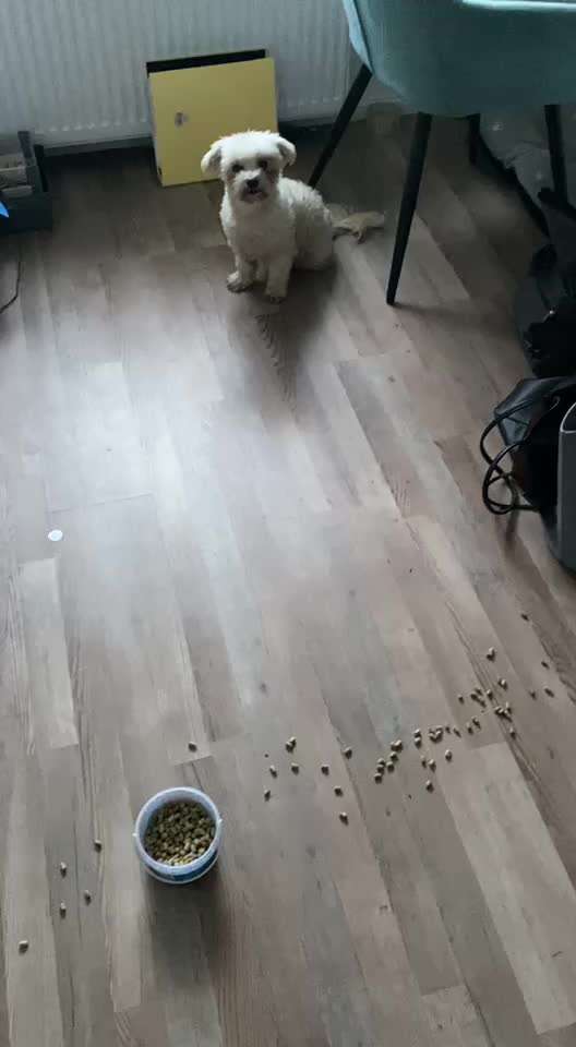 Impulskontrolle-Challenge Nr. 2: Vorbei laufen-Beitrag-Bild