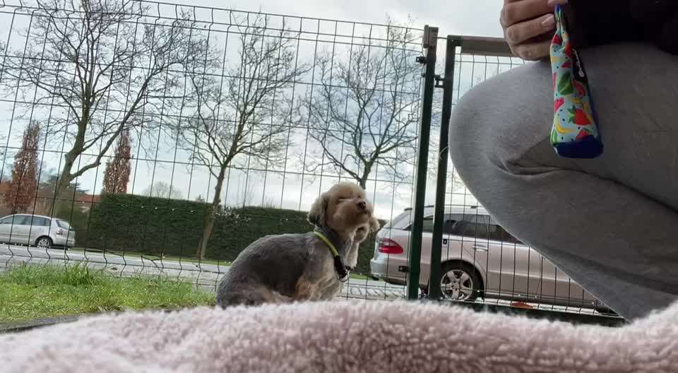 Impulskontroll-Challenge Nr.4: Dynamik des Besitzers und Werfen von individuellen Reizen aushalten-Beitrag-Bild