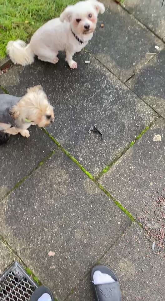 Impulskontroll-Challenge Nr.4: Dynamik des Besitzers und Werfen von individuellen Reizen aushalten-Beitrag-Bild