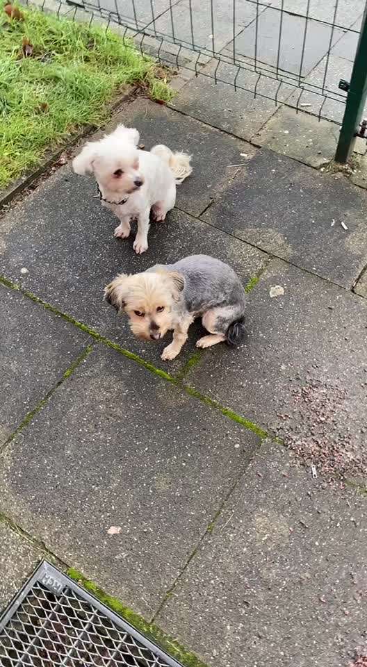 Impulskontroll-Challenge Nr.4: Dynamik des Besitzers und Werfen von individuellen Reizen aushalten-Beitrag-Bild