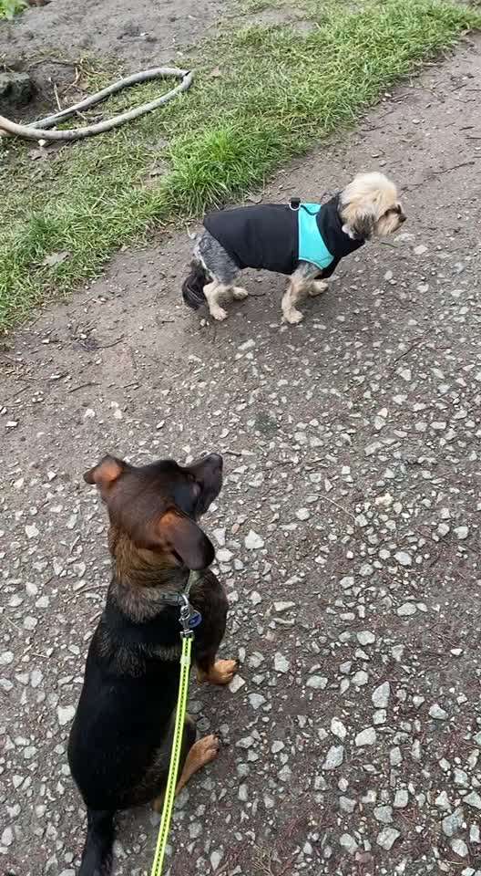 Impulskontrolle-Challenge Nr. 2: Vorbei laufen-Beitrag-Bild