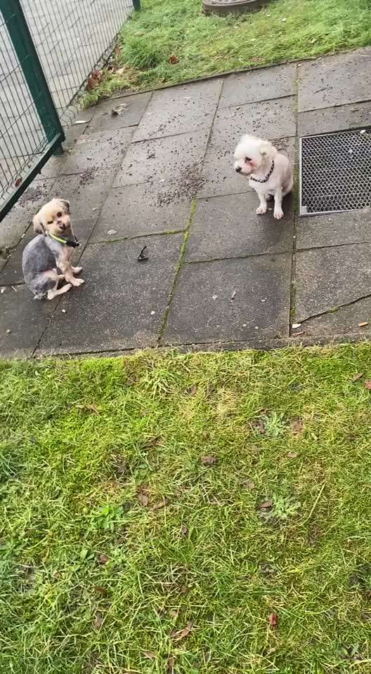 Impulskontroll-Challenge Nr.4: Dynamik des Besitzers und Werfen von individuellen Reizen aushalten-Beitrag-Bild