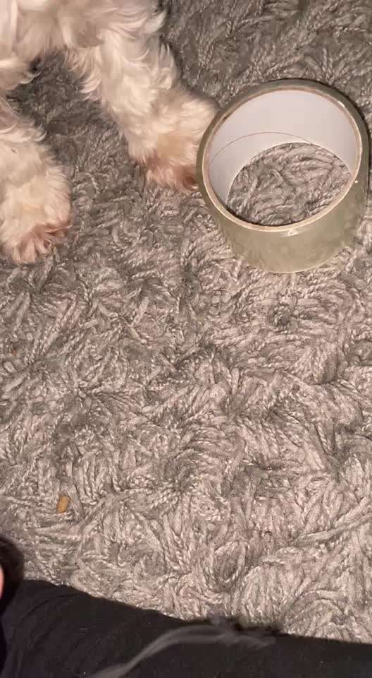 Trick Challenge Nr. 21 Treibball-Beitrag-Bild