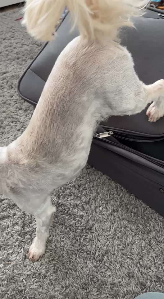 HANDY VIDEO CHALLENGE NUMMER 34 " rückwärts auf etwas drauf "-Beitrag-Bild