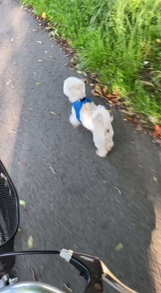 Radfahren mit Hund-Beitrag-Bild