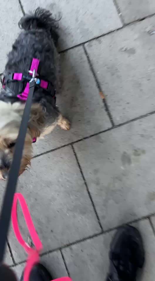 Flexileine oder Schleppleine??-Beitrag-Bild