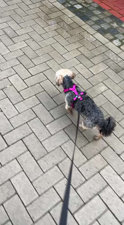 Flexileine oder Schleppleine??-Beitrag-Bild