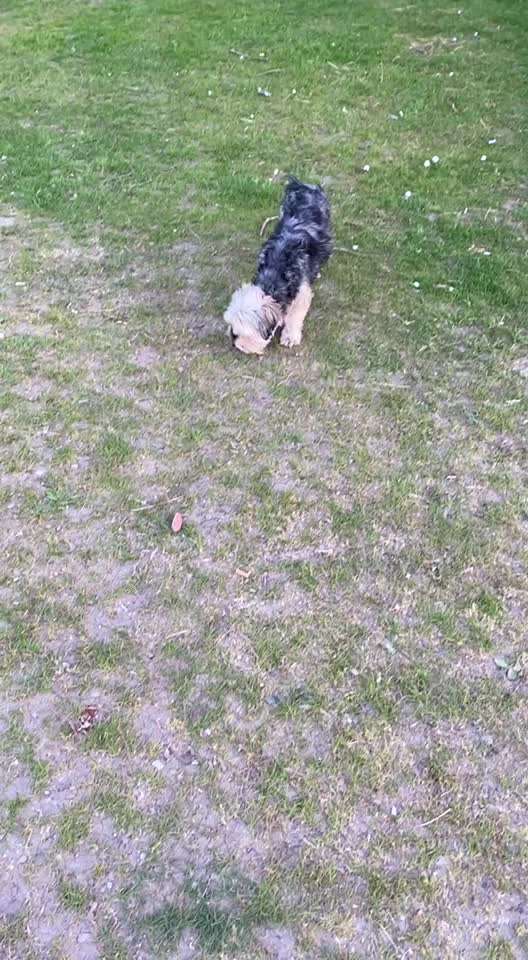 Havaneser dabei?:)-Beitrag-Bild