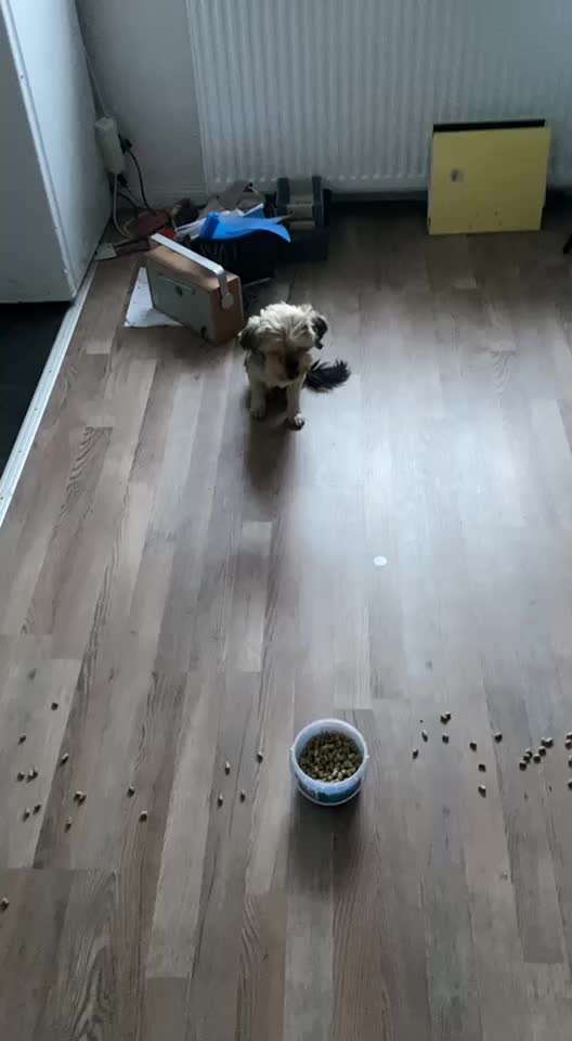 Impulskontrolle-Challenge Nr. 2: Vorbei laufen-Beitrag-Bild