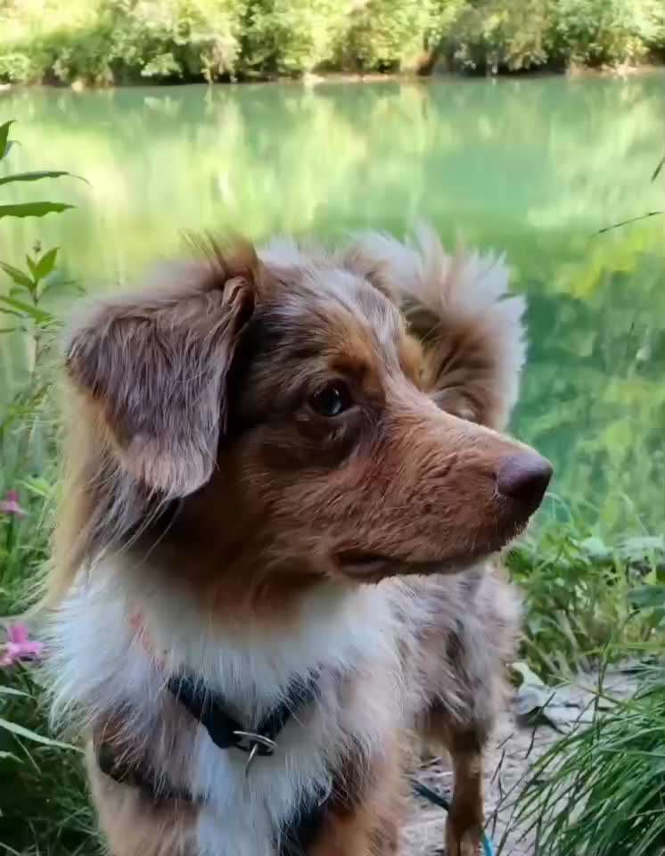 aktuelles Foto Gruppe Australian Shepherd