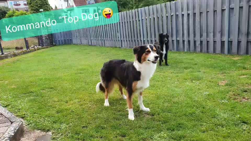 Top Dog-der Live Ticker Thread-Beitrag-Bild