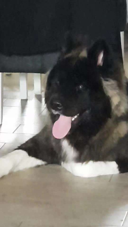 Akita Inu/American Akita (Mix) halter.-Beitrag-Bild