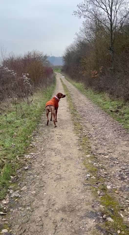Rhodesian Ridgeback-Beitrag-Bild