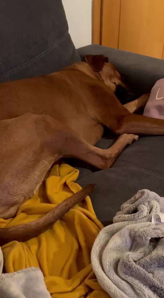 Rhodesian Ridgeback-Beitrag-Bild