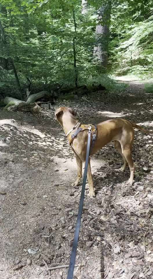 Rhodesian Ridgeback-Beitrag-Bild