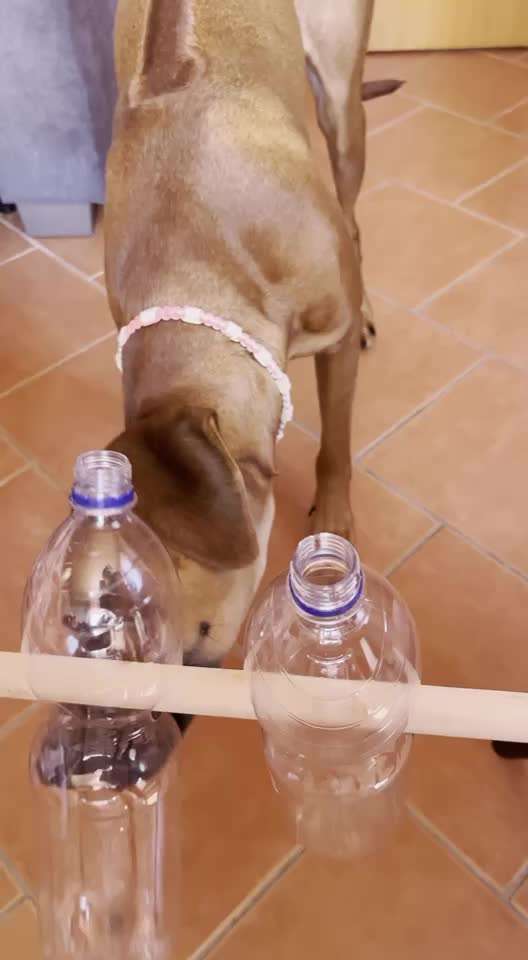 Rhodesian Ridgeback-Beitrag-Bild