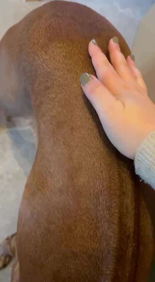 Rhodesian Ridgeback-Beitrag-Bild