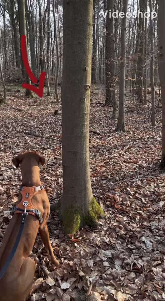 Rhodesian Ridgeback-Beitrag-Bild