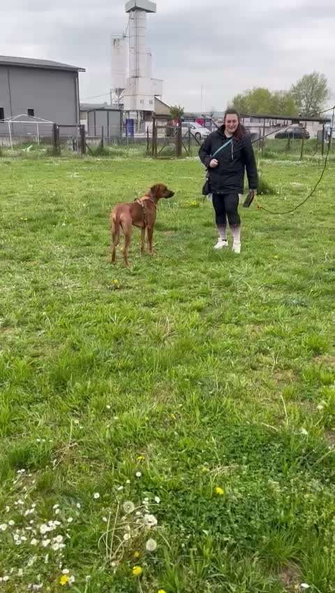 Rhodesian Ridgeback-Beitrag-Bild