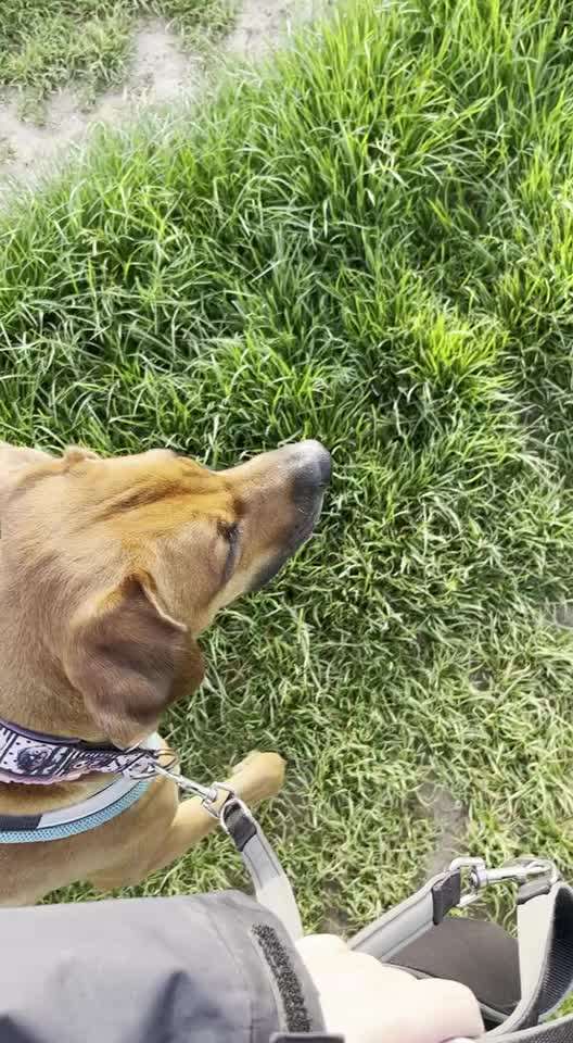 Rhodesian Ridgeback-Beitrag-Bild