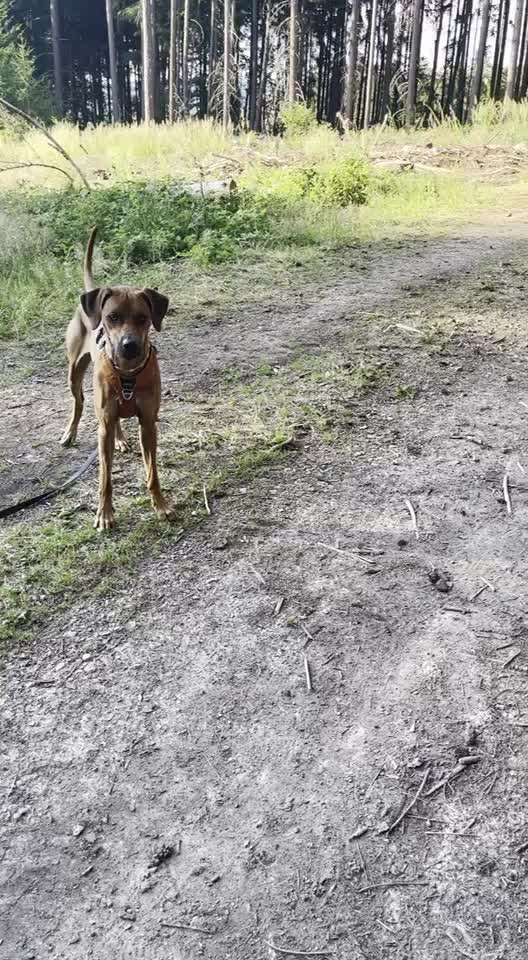 Rhodesian Ridgeback-Beitrag-Bild