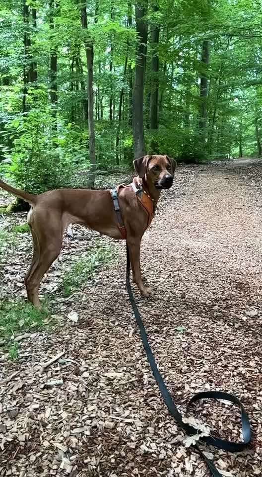 Rhodesian Ridgeback-Beitrag-Bild