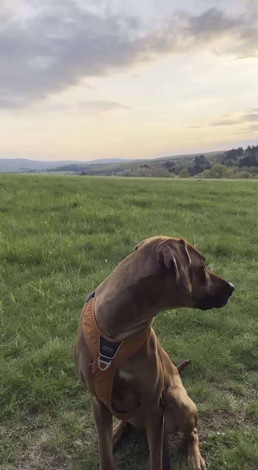 Rhodesian Ridgeback-Beitrag-Bild