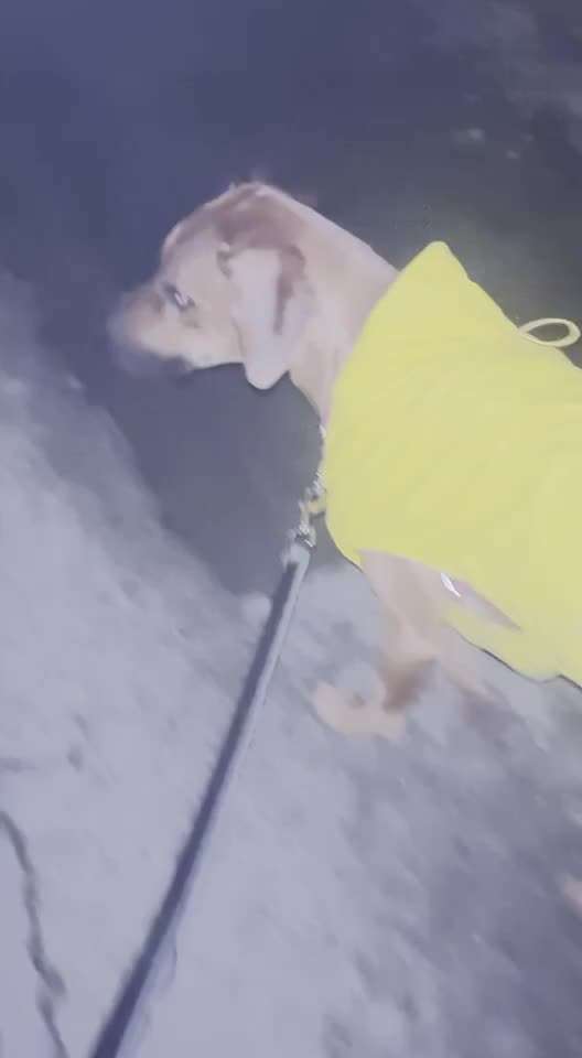 Rhodesian Ridgeback-Beitrag-Bild