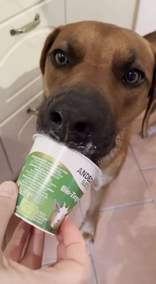 Rhodesian Ridgeback-Beitrag-Bild