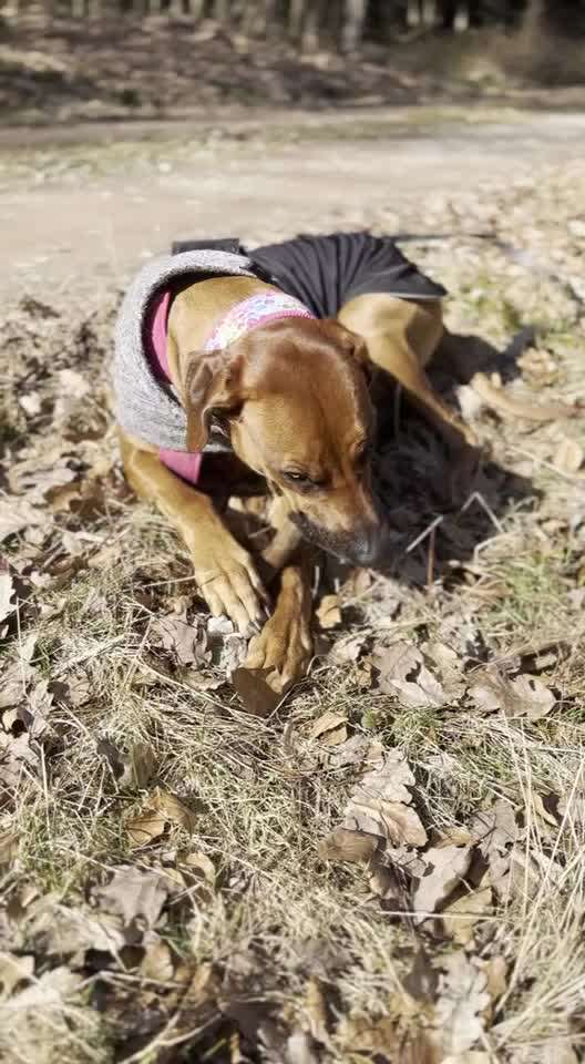 Rhodesian Ridgeback-Beitrag-Bild