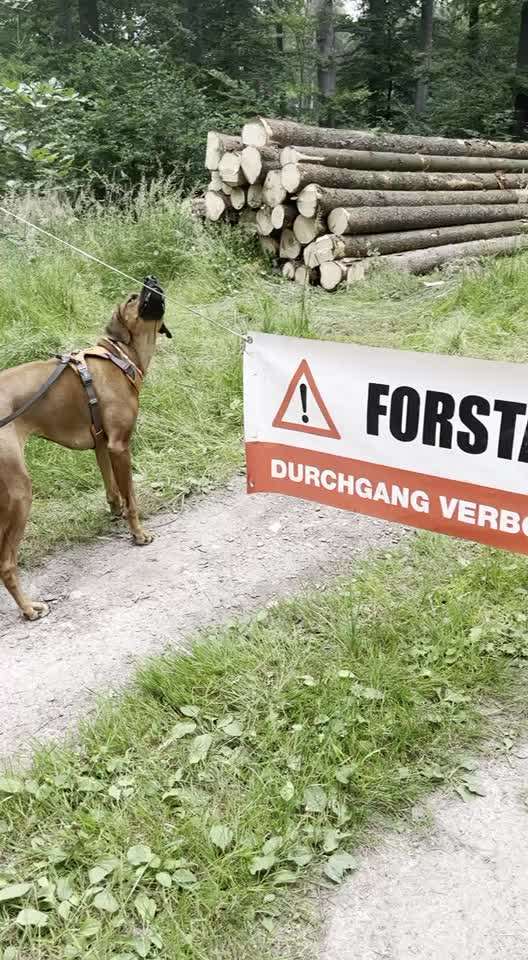 Rhodesian Ridgeback-Beitrag-Bild