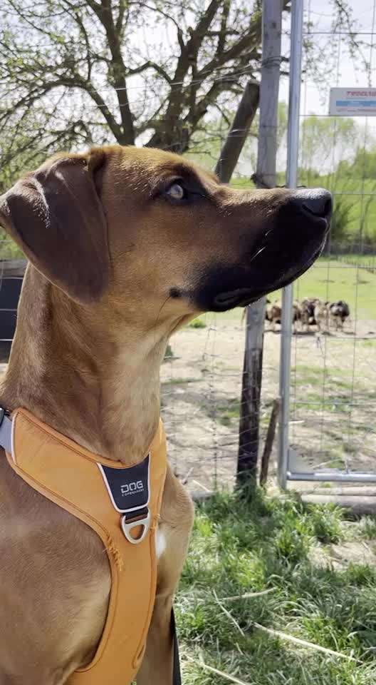 Rhodesian Ridgeback-Beitrag-Bild