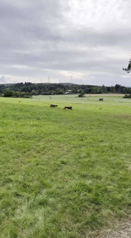 Rhodesian Ridgeback-Beitrag-Bild