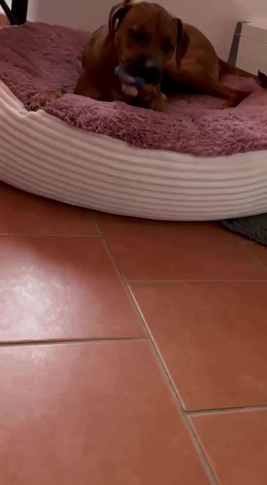 Rhodesian Ridgeback-Beitrag-Bild